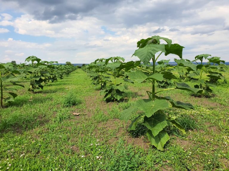 découvrez l'évolution de treesition un an après qvema : bilan, succès, défis et perspectives d'avenir pour cette entreprise innovante engagée dans la transition écologique.